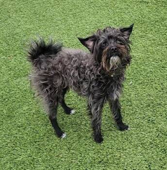 Havanese and Terrier Dogs Available for Adoption - Jack | PetCurious