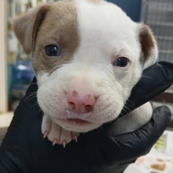 Anthony (Lola Pup 3) -  Hound and Mixed Breed Dog for Adoption in Marble, North Carolina - Anthony (Lola Pup 3) | PetCurious