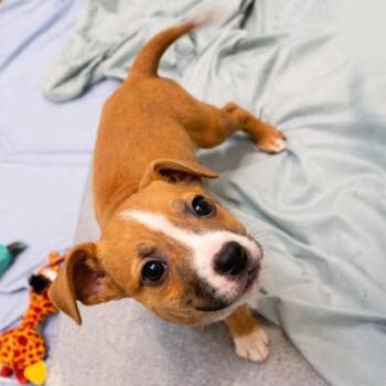 Mixed Breed Dogs Available for Adoption - Scarlett | PetCurious