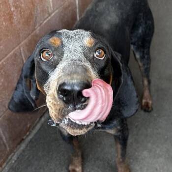 Gunner -  Bluetick Coonhound Dog for Adoption in West Des Moines, Iowa - Gunner | PetCurious
