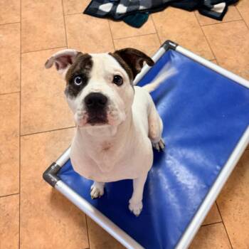 Marlo 2348 -  Mixed Breed Dog for Adoption in Kansas City, Missouri - Marlo 2348 | PetCurious