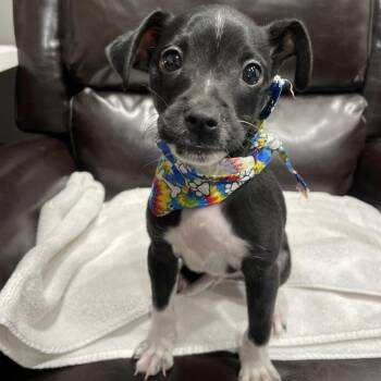 Chihuahua and Jack Russell Terrier Dogs Available for Adoption in Tampa, Florida - Maximus | PetCurious