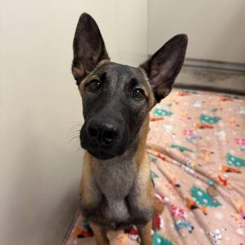 Bambi -  Belgian Shepherd Malinois and German Shepherd Dog Dog for Adoption in Flagstaff, Arizona - Bambi | PetCurious