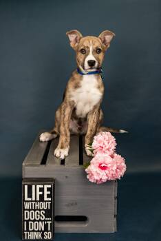 Shepherd Dogs Available for Adoption - 196-26 | PetCurious