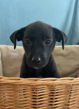 Dot -  Labrador Retriever Dog for Adoption in Hillsdale, New York - Dot | PetCurious