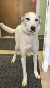 Rescue Great Pyrenees and Labrador Retriever Dogs for Adoption in Hoffman Estates, Illinois - Birch | PetCurious