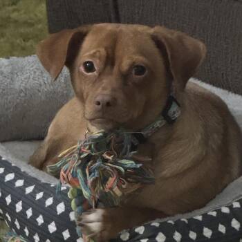 Nike -  Chihuahua and Terrier Dog for Adoption in Santa Fe, Texas - Nike | PetCurious
