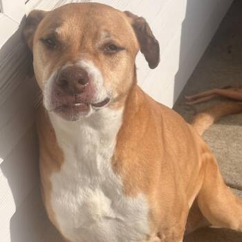 Ms. Sweetheart Opal -  Rhodesian Ridgeback and German Shepherd Dog Dog for Adoption in Ridgefield, Washington - Ms. Sweetheart Opal | PetCurious