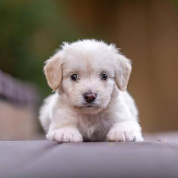 Noodle Pup - Rigatoni -  Wire Fox Terrier and Poodle Dog for Adoption in San Diego, California - Noodle Pup - Rigatoni | PetCurious