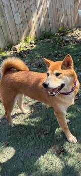 Kaylee -  Shiba Inu Dog for Adoption in Orland Park, Illinois - Kaylee | PetCurious