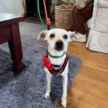 Sunday -  Chihuahua and Italian Greyhound Dog for Adoption in Los Angeles, California - Sunday | PetCurious