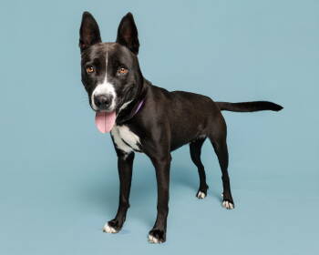 Rescue Mixed Breed Dogs for Adoption in Durham, North Carolina - Nashville | PetCurious