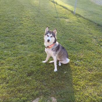 Biscuit / Xena -  Husky Dog for Adoption in Ferndale, Michigan - Biscuit / Xena | PetCurious