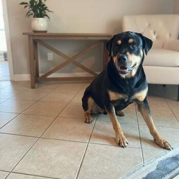 Mixed Breed Dogs Available for Adoption - Hank  | PetCurious