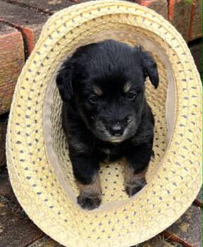 Reina Rosie -  Terrier Dog for Adoption in West Palm Beach, Florida - Reina Rosie | PetCurious