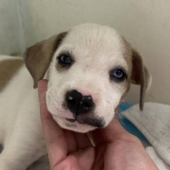 Jazzy -  Mixed Breed Dog for Adoption in Guaynabo, Guaynabo - Jazzy | PetCurious
