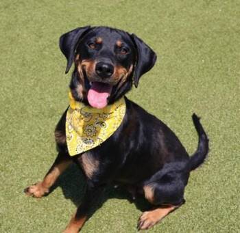 Rescue Mixed Breed Dogs for Adoption in Athens, Georgia - Bindi | PetCurious