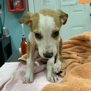 Roo -  Mixed Breed Dog for Adoption in Fairfax Station, Virginia - Roo | PetCurious