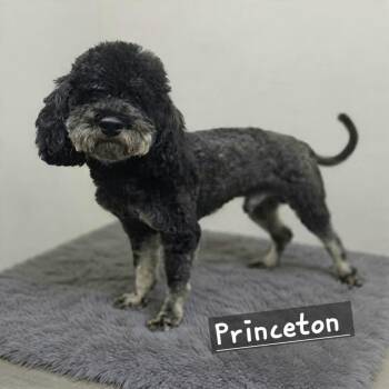 Princeton -  Miniature Poodle Dog for Adoption in Wheelersburg, Ohio - Princeton | PetCurious