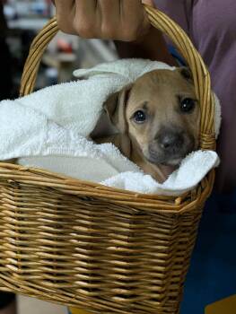 Evelyn -  Mixed Breed Dog for Adoption in Huntsville, Alabama - Evelyn | PetCurious