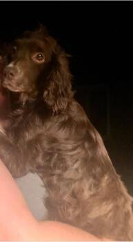 Cocker Spaniel Dogs Available for Adoption in Austin, Texas - Maisie | PetCurious