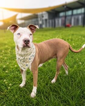 Pit Bull Terrier Dogs Available for Adoption in Lafayette, Louisiana - Zucchini | PetCurious