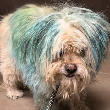 Rescue Maltese Dogs for Adoption in Yuma, Arizona - Billie | PetCurious