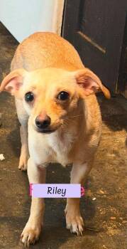 Riley -  Chihuahua Dog for Adoption in Brewster, New York - Riley | PetCurious