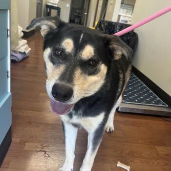 Ozzie -  Shepherd and Mixed Breed Dog for Adoption in Milan, Illinois - Ozzie | PetCurious