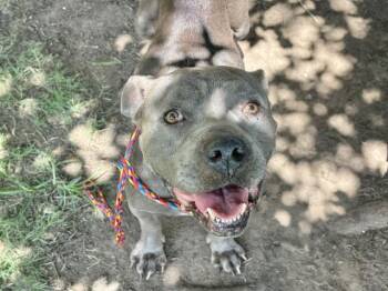 GEORGIA -  Pit Bull Terrier and Mixed Breed Dog for Adoption in Tulsa, Oklahoma - GEORGIA | PetCurious