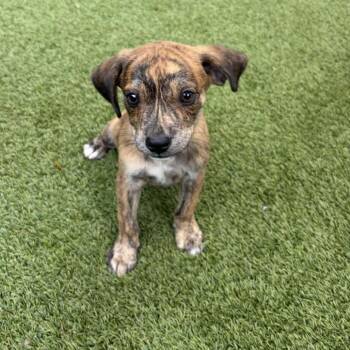 Cobweb 0234 -  Terrier Dog for Adoption in Loxahatchee Groves, Florida - Cobweb 0234 | PetCurious