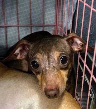 Ariel -  Mixed Breed Dog for Adoption in Munster, Indiana - Ariel | PetCurious