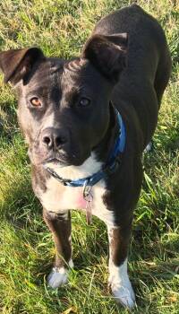 Rescue American Staffordshire Terrier Dogs for Adoption in Bothell, Washington - Bee | PetCurious
