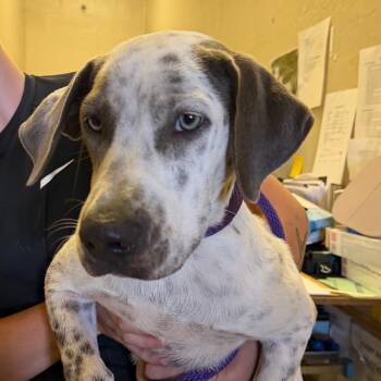 Chicken -  Hound and Mixed Breed Dog for Adoption in Birmingham, Alabama - Chicken | PetCurious