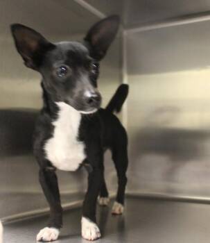 Pen 229c Ruby -  Chihuahua Dog for Adoption in Lawrenceville, Georgia - Pen 229c Ruby | PetCurious