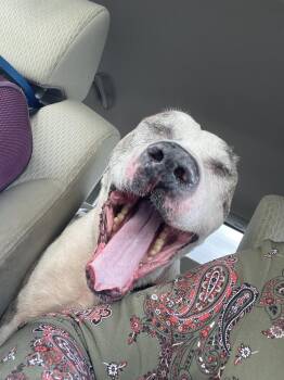 American Staffordshire Terrier Dogs Available for Adoption in Lakeland, Florida - Walter | PetCurious