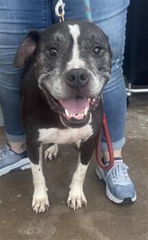 BOOMER -  Mixed Breed Dog for Adoption in Dallas, Texas - BOOMER | PetCurious