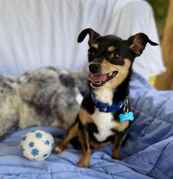 Churro -  Chihuahua Dog for Adoption in Sandy Springs, Georgia - Churro | PetCurious