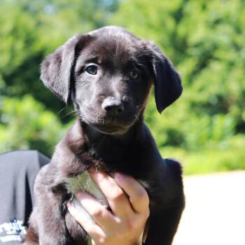 CT Beam -  Border Collie and Mixed Breed Dog for Adoption in Stormville, New York - CT Beam | PetCurious