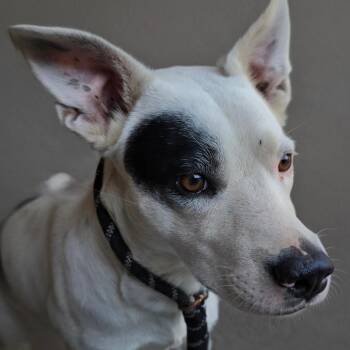 Patches -  Australian Cattle Dog Blue Heeler and Boxer Dog for Adoption in Klamath Falls, Oregon - Patches | PetCurious