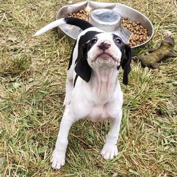 Maverick -  Beagle and American Bulldog Dog Available for Adoption in Coos Bay, Oregon - Maverick | PetCurious