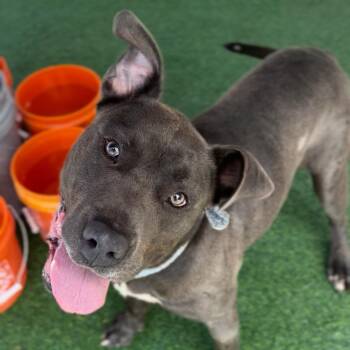 Cane Corso Dogs Available for Adoption - Toby Maguire | PetCurious