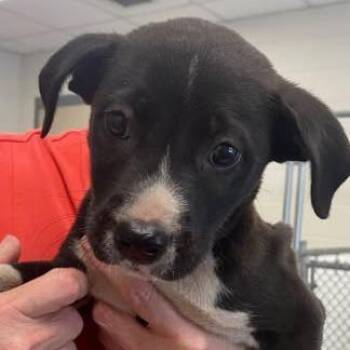 260627k015 - Officer -  English Bulldog and Mixed Breed Dog for Adoption in Enterprise, Alabama - 260627k015 - Officer | PetCurious