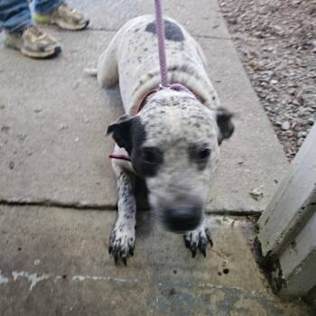 TNGC-Stray-1409 -  Mixed Breed Dog for Adoption in Pulaski, Tennessee - TNGC-Stray-1409 | PetCurious