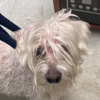 Mixed Breed Dogs Available for Adoption - Bailey Jones | PetCurious