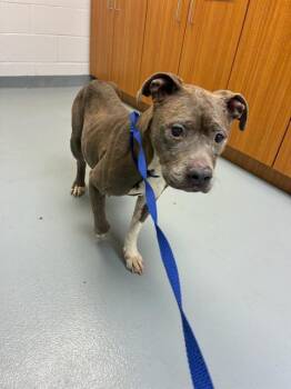 Rescue Mixed Breed Dogs for Adoption in St. Cloud, Florida - PAULA | PetCurious