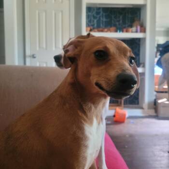 Dorothy -  Rat Terrier and Chihuahua Dog for Adoption in Bauxite, Arkansas - Dorothy | PetCurious