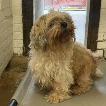 Shaggy -  Shih Tzu Dog for Adoption in Bellaire, Texas - Shaggy | PetCurious
