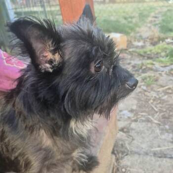 Yorkshire Terrier and Mixed Breed Dogs Available for Adoption in Kansas City, Missouri - Digby | PetCurious