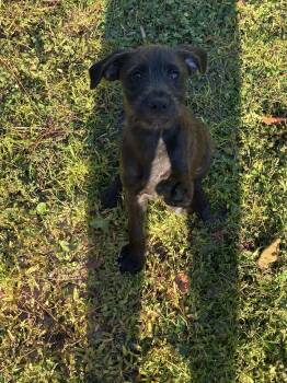 Rescue Mixed Breed and Labradoodle Dogs for Adoption in Gulf Breeze, Florida - Boon | PetCurious